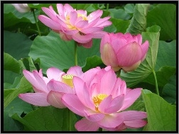 Rowy, Kwiat Lotosu